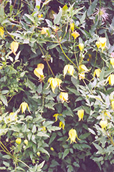 Golden Clematis (Clematis tangutica) at GardenWorks