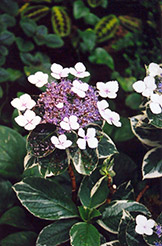 Tricolor Hydrangea (Hydrangea macrophylla 'Tricolor') at GardenWorks