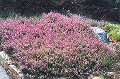 Springwood Pink Heath (Erica carnea 'Springwood Pink') at GardenWorks