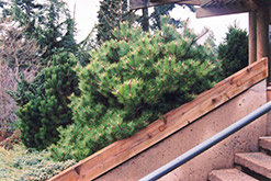Jane Kluis Japanese Red Pine (Pinus densiflora 'Jane Kluis') at GardenWorks