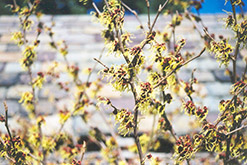 Primavera Witchhazel (Hamamelis x intermedia 'Primavera') at GardenWorks