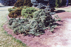 Weeping Deodar Cedar (Cedrus deodara 'Pendula') at GardenWorks