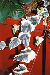 Variegated English Ivy (Hedera helix 'Variegata') at GardenWorks