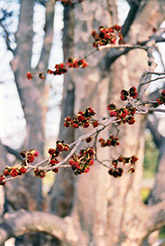 Persian Parrotia (Parrotia persica) at GardenWorks