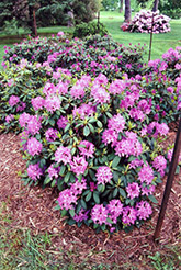 Roseum Elegans Rhododendron (Rhododendron catawbiense 'Roseum Elegans') at GardenWorks
