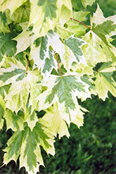 Harlequin Norway Maple (Acer platanoides 'Drummondii') at GardenWorks