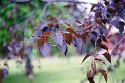 Crimson Frost Birch (Betula 'Crimson Frost') at GardenWorks