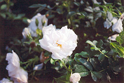 Blanc Double de Coubert Rose (Rosa 'Blanc Double de Coubert') at GardenWorks