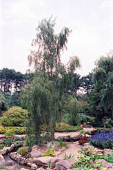 Ringleaf Willow (Salix babylonica 'Crispa') at GardenWorks