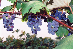 Concord Grape (Vitis 'Concord') at GardenWorks