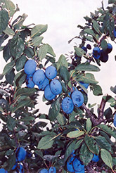 Damson Plum (Prunus 'Damson') at GardenWorks