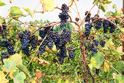 Pinot Noir Grape (Vitis 'Pinot Noir') at GardenWorks