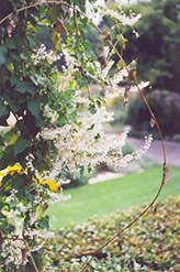 Silver Lace Vine (Polygonum aubertii) at GardenWorks