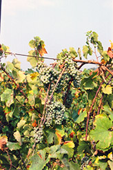 Riesling Grape (Vitis 'Riesling') at GardenWorks
