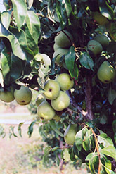 Anjou Pear (Pyrus communis 'Anjou') at GardenWorks