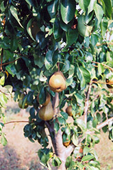 Bosc Pear (Pyrus communis 'Beurre Bosc') at GardenWorks