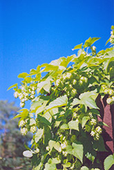 Hops (Humulus lupulus) at GardenWorks