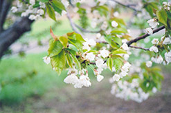 Van Cherry (Prunus avium 'Van') at GardenWorks