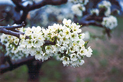 Burbank Plum (Prunus 'Burbank') at GardenWorks