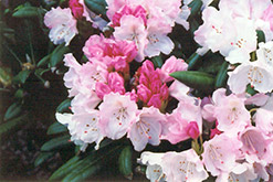 Crete Rhododendron (Rhododendron yakushimanum 'Crete') at GardenWorks