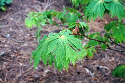 Fullmoon Maple (Acer japonicum) at GardenWorks