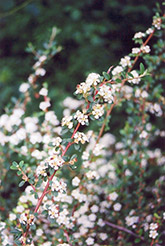Bearberry Cotoneaster (Cotoneaster dammeri) at GardenWorks