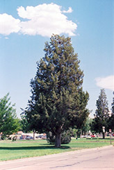 Rocky Mountain Juniper (Juniperus scopulorum) at GardenWorks