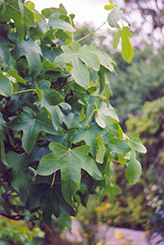 Round Leaf Sweet Gum (Liquidambar styraciflua 'Rotundiloba') at GardenWorks