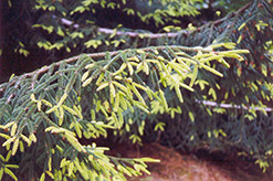 Golden Oriental Spruce (Picea orientalis 'Aurea') at GardenWorks