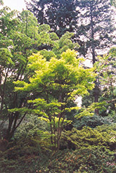 Golden Fullmoon Maple (Acer japonicum 'Aureum') at GardenWorks