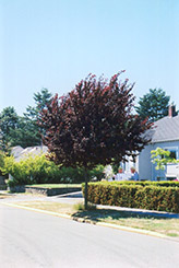 Newport Plum (Prunus cerasifera 'Newport') at GardenWorks