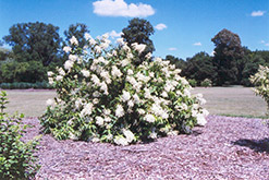 White Moth Hydrangea (Hydrangea paniculata 'White Moth') at GardenWorks