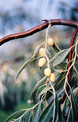 Russian Olive (Elaeagnus angustifolia) at GardenWorks