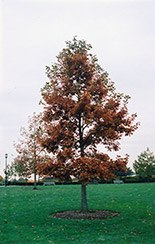 Swamp White Oak (Quercus bicolor) at GardenWorks
