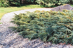 Holger Juniper (Juniperus squamata 'Holger') at GardenWorks