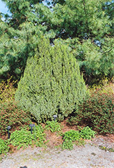 Loder's Juniper (Juniperus squamata 'Loderi') at GardenWorks