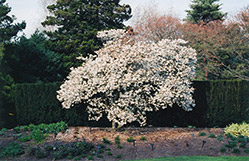 Star Magnolia (Magnolia stellata) at GardenWorks