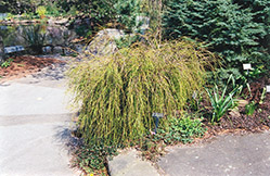 Threadleaf Arborvitae (Thuja plicata 'Filiformis') at GardenWorks