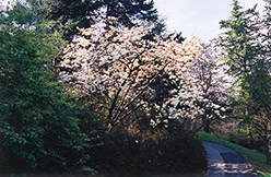 Yulan Magnolia (Magnolia denudata) at GardenWorks