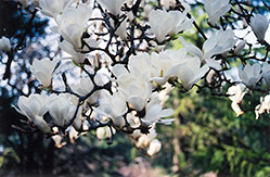 Yulan Magnolia (Magnolia denudata) at GardenWorks