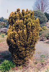 Standish Yew (Taxus baccata 'Standishii') at GardenWorks