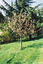 Stella Cherry (Prunus avium 'Stella') at GardenWorks
