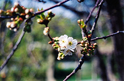 Montmorency Cherry (Prunus 'Montmorency') at GardenWorks