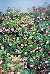 Vancouver Jade Bearberry (Arctostaphylos uva-ursi 'Vancouver Jade') at GardenWorks