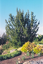 English Yew (Taxus baccata) at GardenWorks