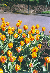 Synaeda King Tulip (Tulipa 'Synaeda King') at GardenWorks