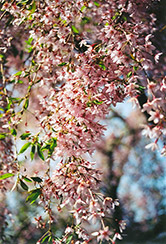 Pink Weeping Higan Cherry (Prunus subhirtella 'Pendula Rosea') at GardenWorks