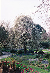 Weeping Willowleaf Pear (Pyrus salicifolia 'Pendula') at GardenWorks