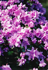 Ramapo Rhododendron (Rhododendron 'Ramapo') at GardenWorks