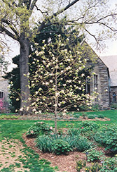 Gold Star Magnolia (Magnolia 'Gold Star') at GardenWorks